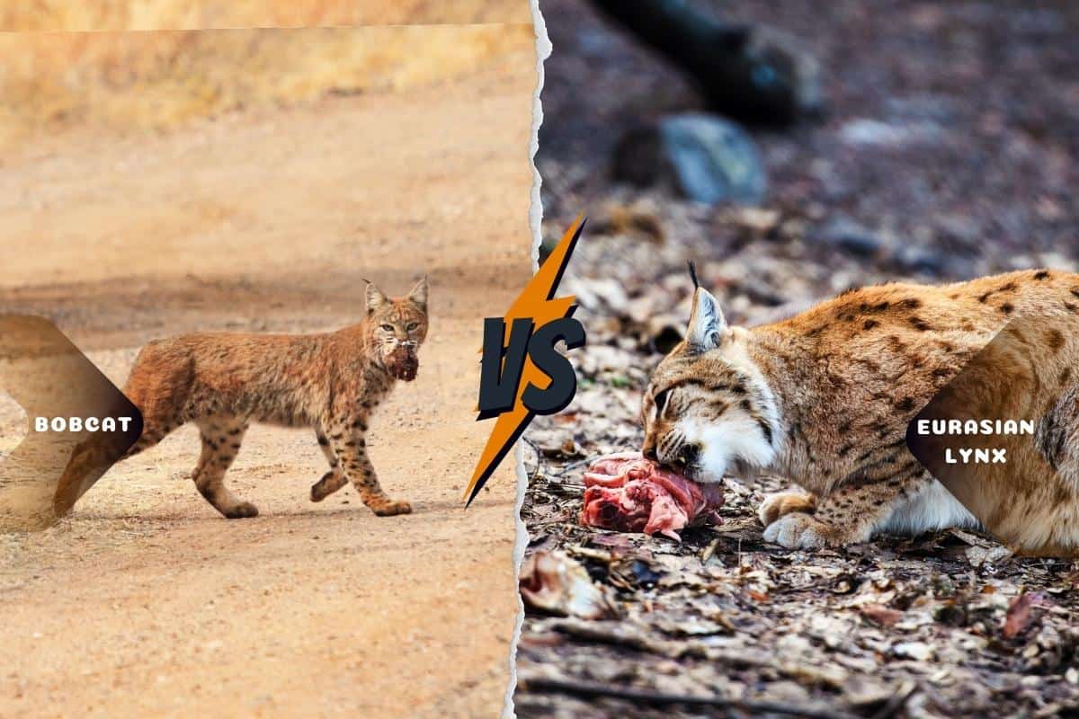 Bobcats and lynxes are carnivore wild cats