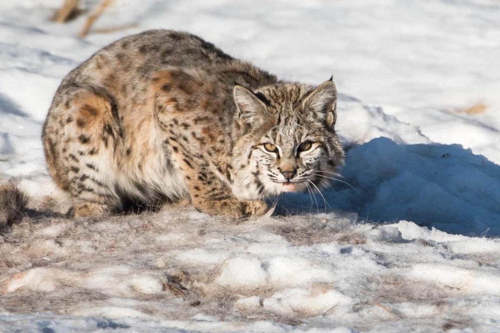 Bobcat hunting and trapping are a concern of animal rights advocates.