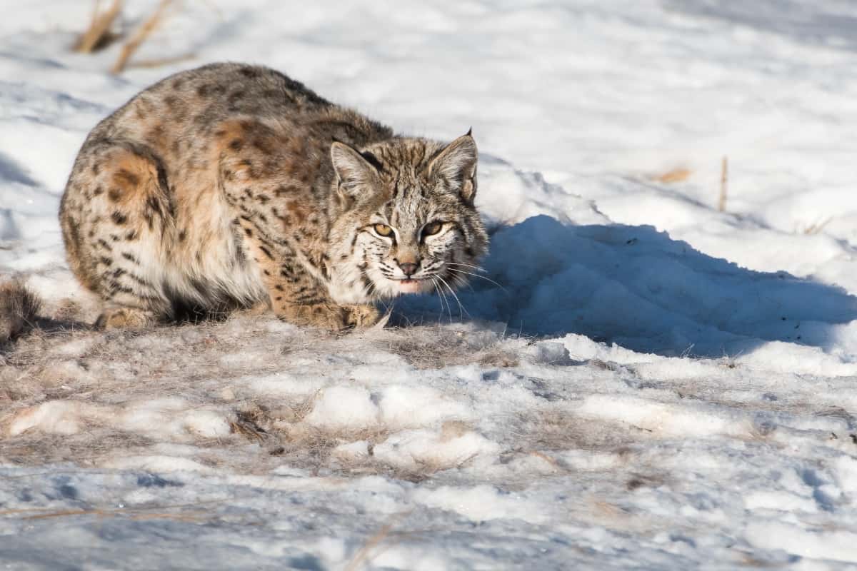 Bobcat in snowy mountains