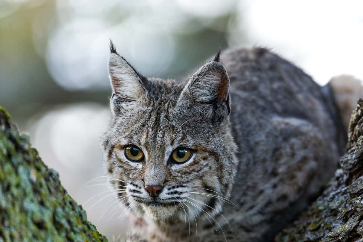 Bobcat with tuft ears