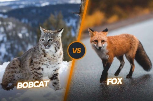 Bobcat vs fox