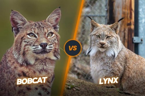 Bobcat vs lynx: Two Wild Cats, Two Different Lifestyles