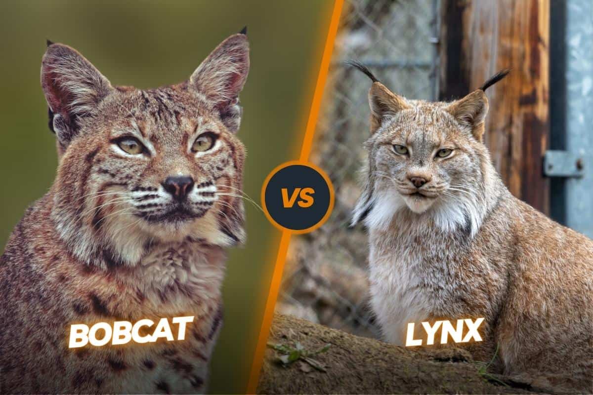Creature Feature: Canada Lynx