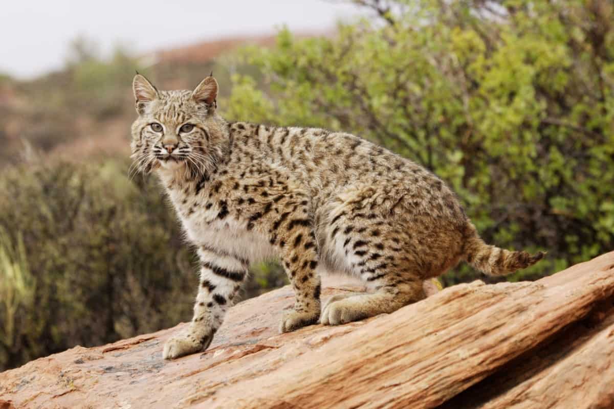 bobcat's connection with the lynx genus