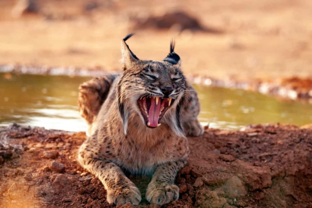 bobcats growl and show teeth as defence