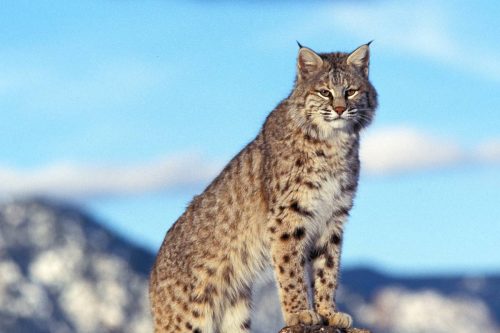 Bobcats in Utah: How Bobcats Live With Other Wild Cats