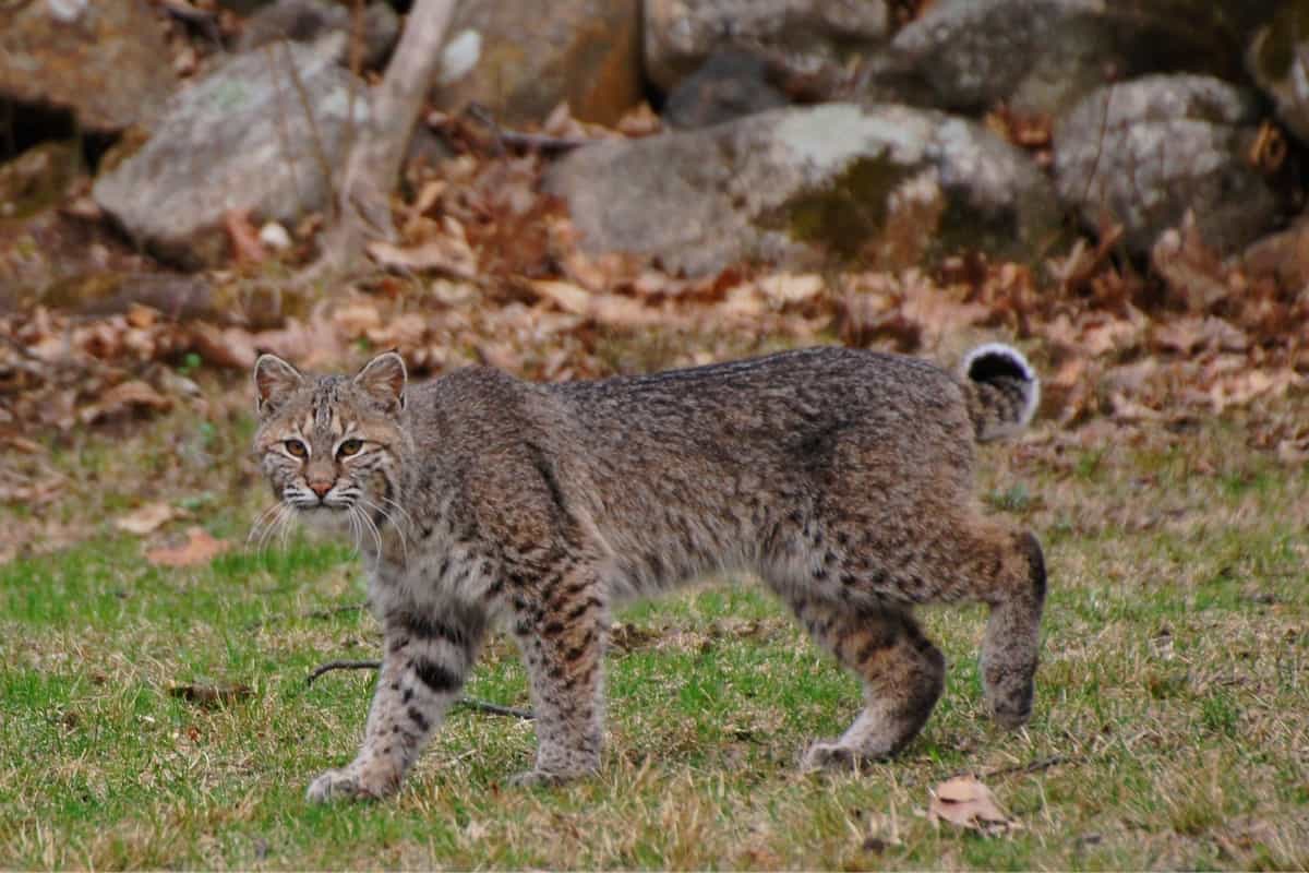 how big is a bobcat compared to a house cat
