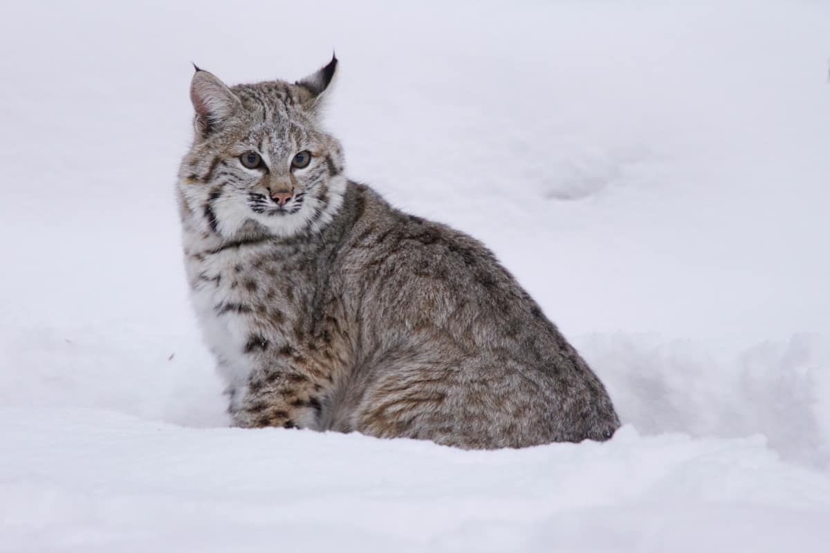 Bobcat sitting in Deep Snow  in Montana
