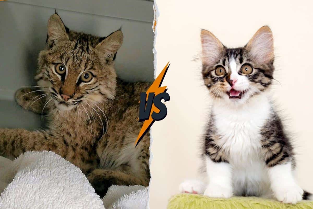 kittens of bobcat and house cat make almost same noises