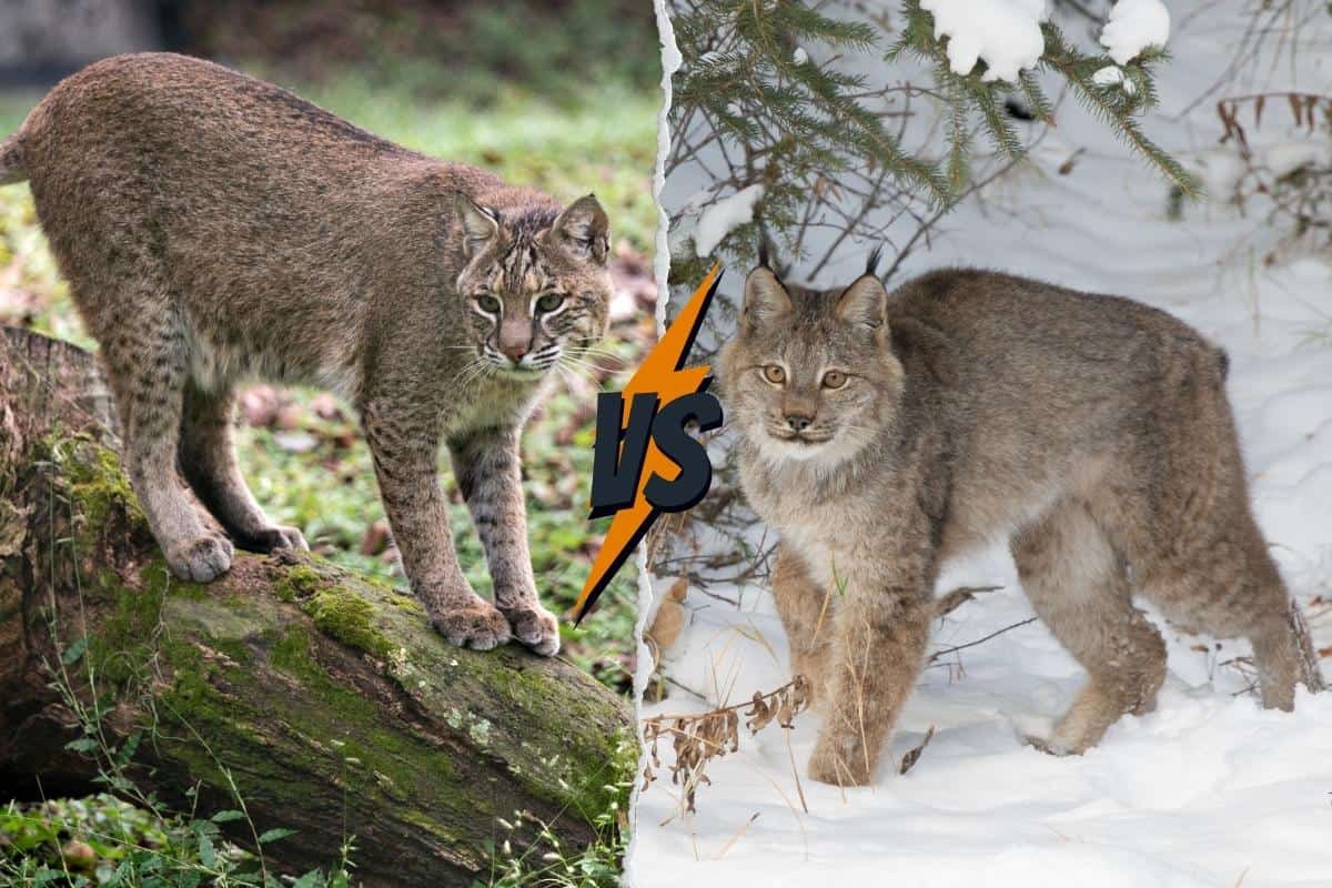 Lynx have long legs compared to bobcats