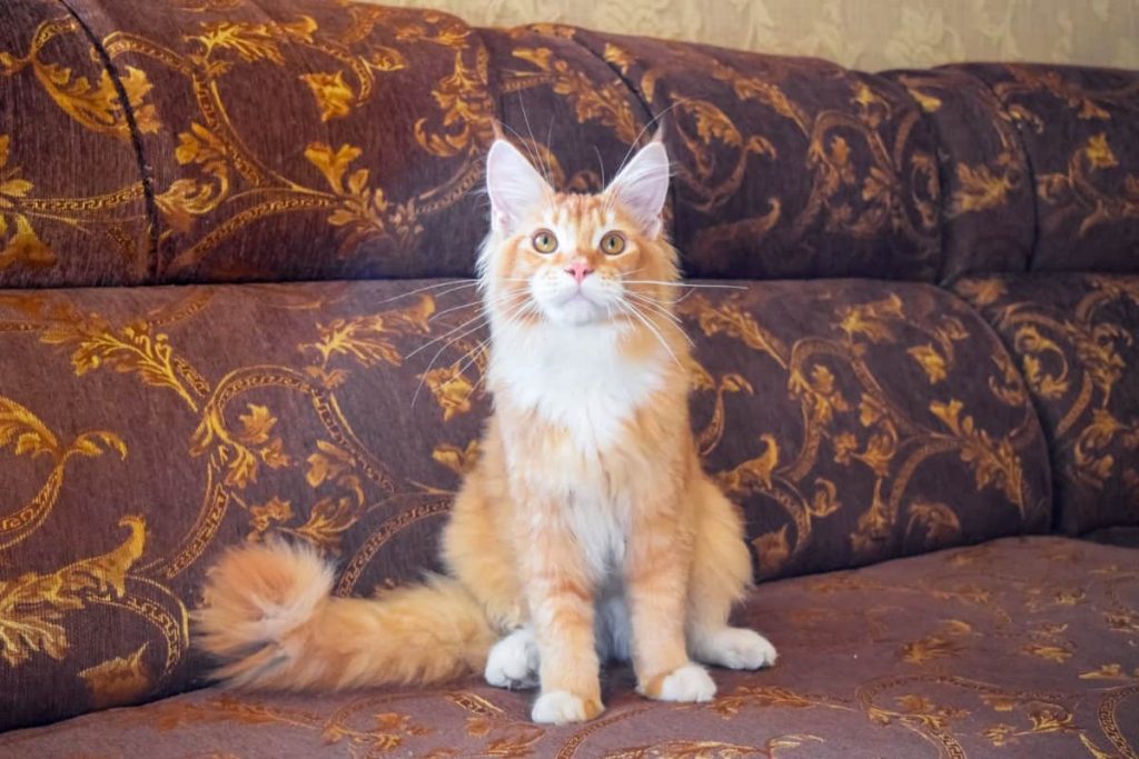 Bobcat Vs Maine Coon: Two Distinctive Feline Breeds