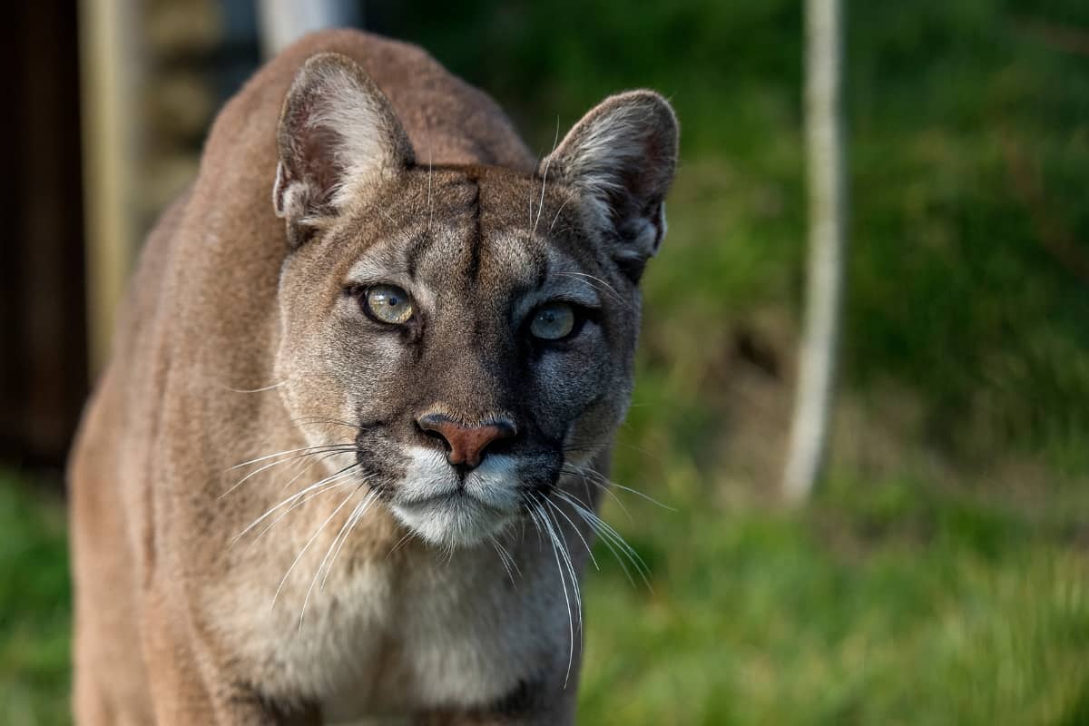 mountain lions are more dangerous as compared to bobcats.