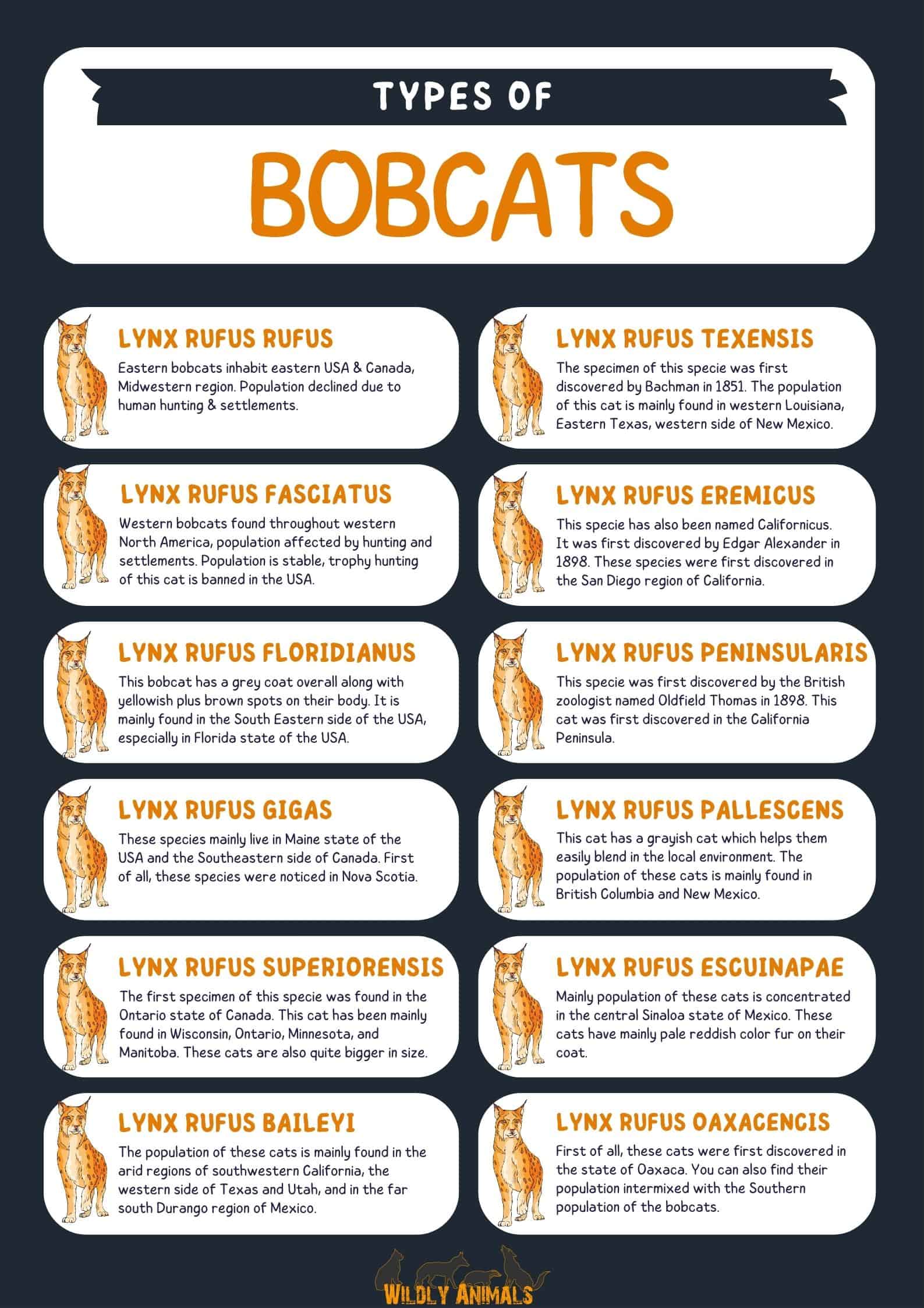 types of bobcats infographic
