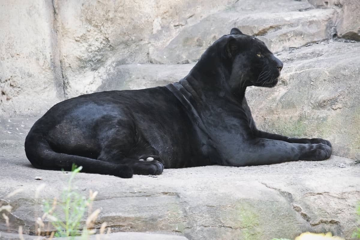 A black panther lying on a mountain rock