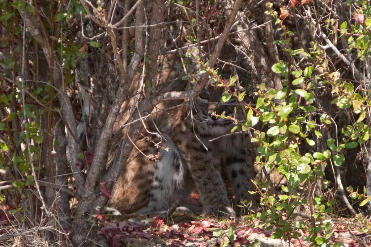 A bobcat hiding in woods