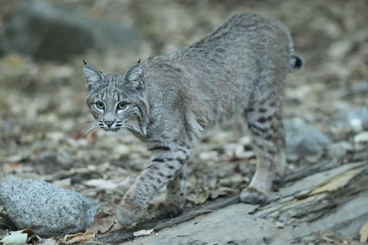 A grey bobcat in search of prey
