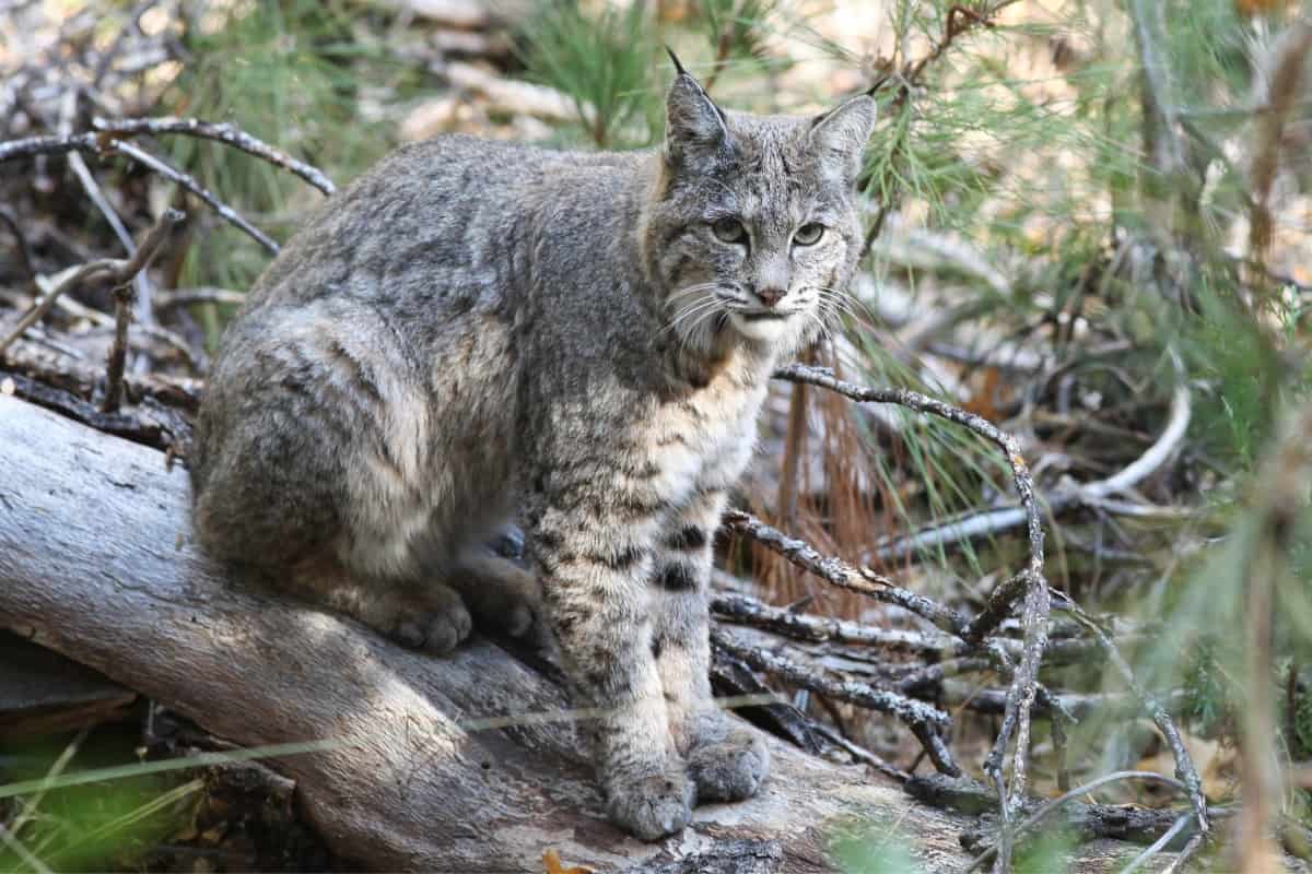 Are bobcats good to eat