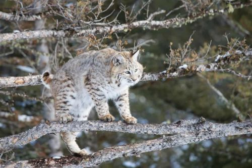 Bobcat Adaptations: How These Wild Cats Survive and Thrive