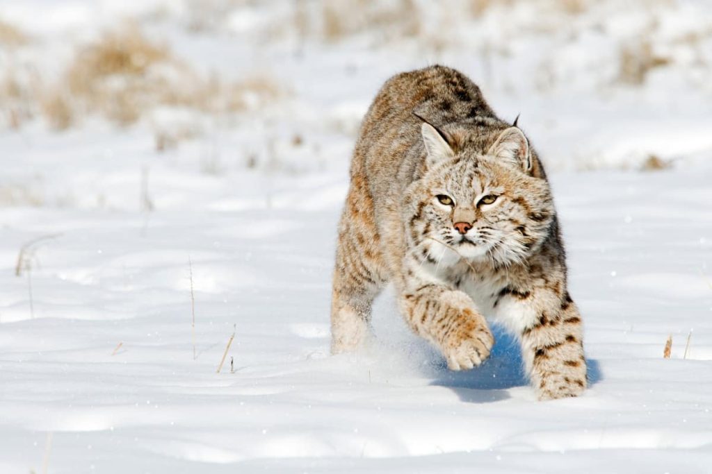 Bobcats have thick coats and stocky bodies to cope with the harsh winters of Taiga. 
