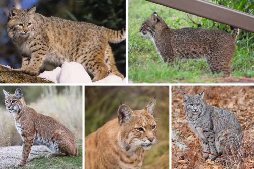 Bobcat Colors: What Color Are Bobcats?