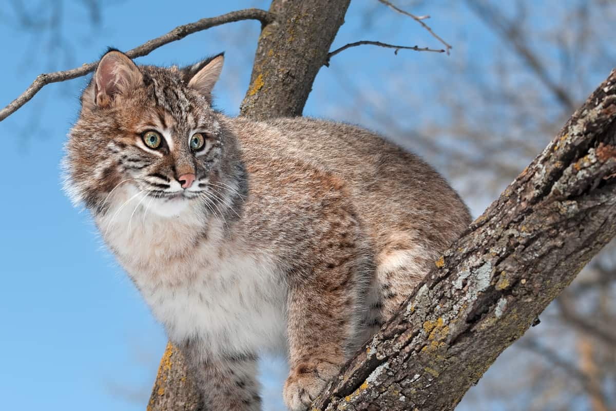 Hunting Bobcats in Texas: Responsible and Regulated