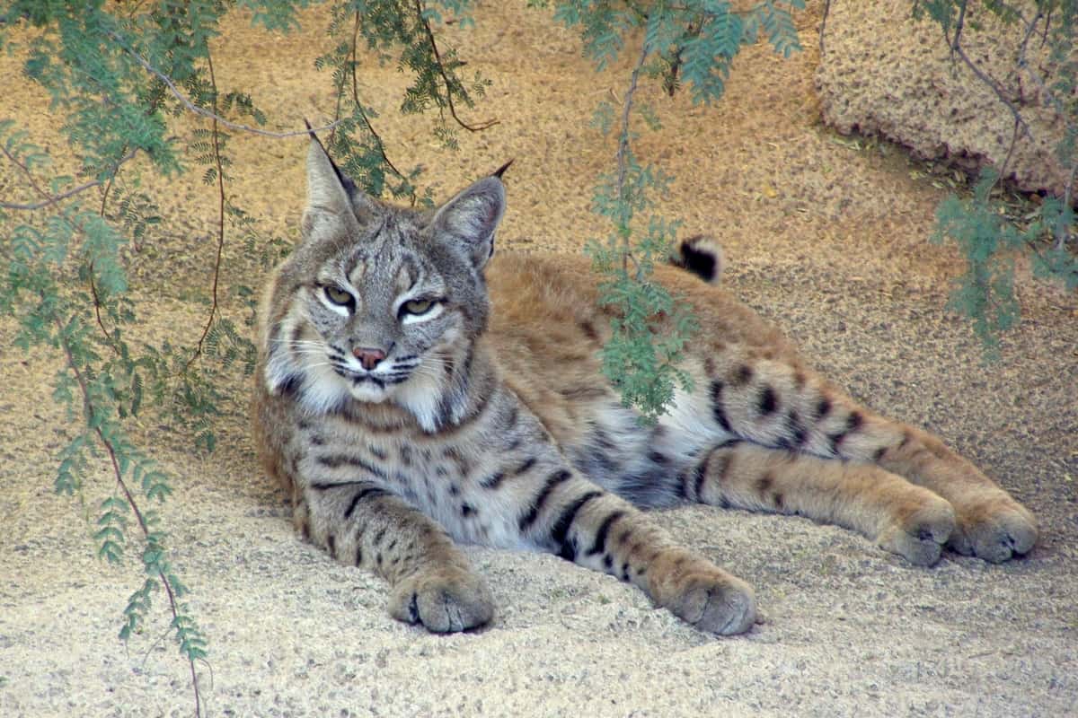 Bobcat lying in Sonoran desert, Arizona