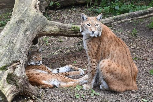 Bobcat Mating Season: When & How Do Bobcats Mate?