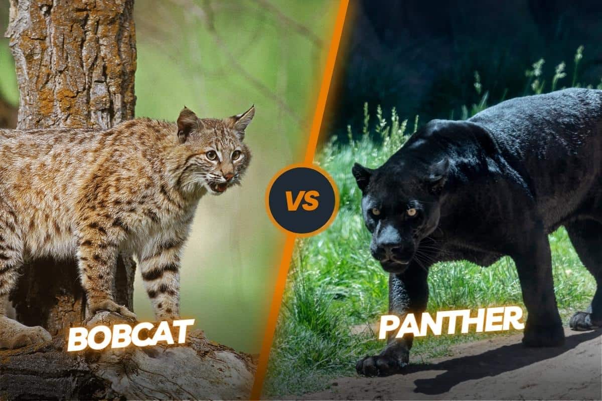Bobcat vs Panther