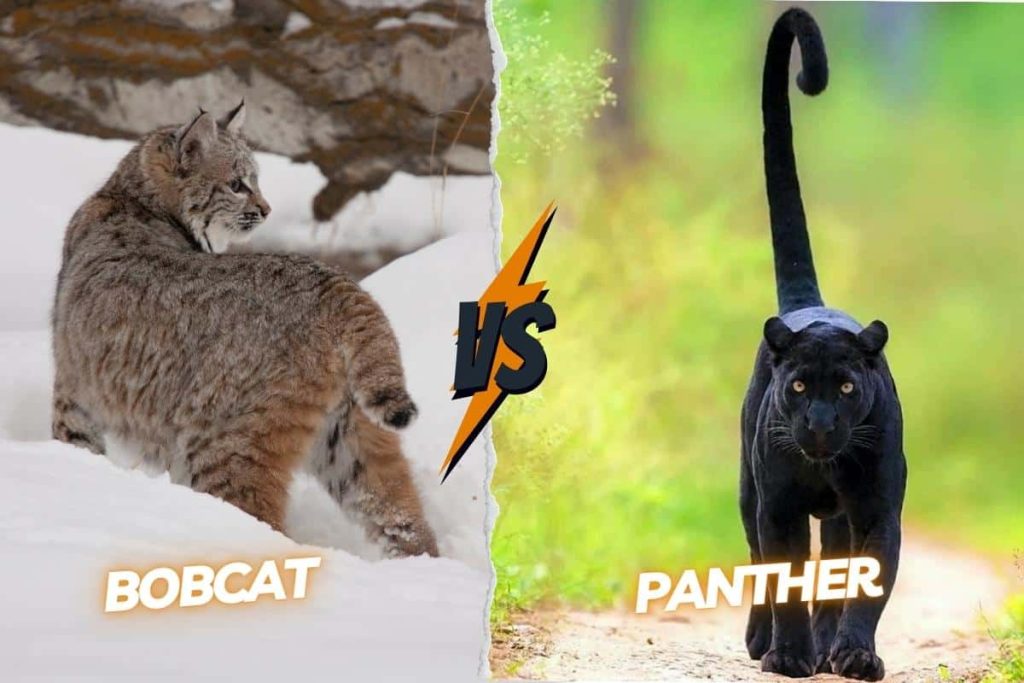 Bobcat vs Panther tails