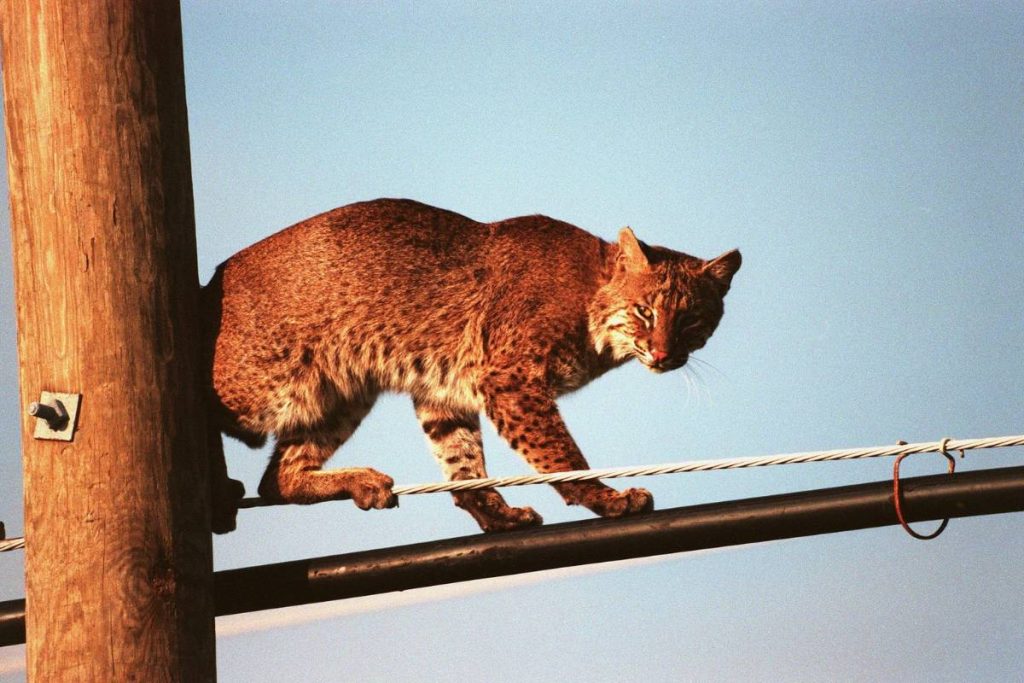 Bobcats have adapted to good climbing skills