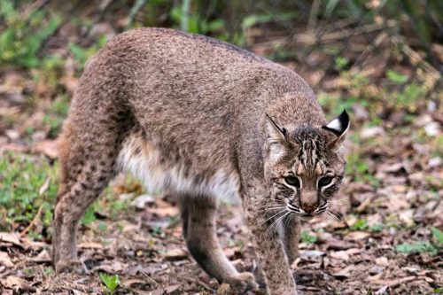 Bobcats in Arkansas: An Iconic Species and Symbol of Wilderness