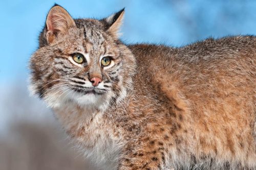 Top Places to Spot Bobcats in Texas: A Wildlife Enthusiast’s Guide