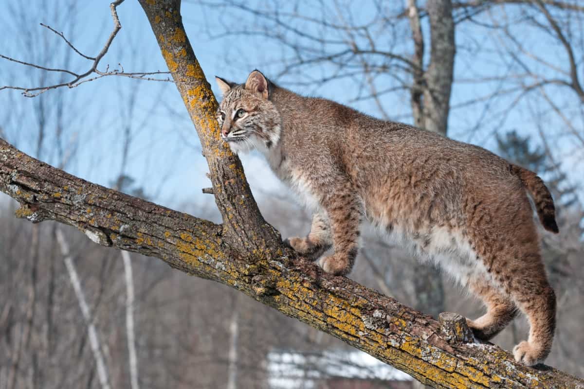 Can Bobcats Climb Trees? yes they can