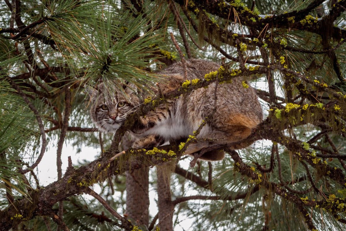A bobcat resting on tree branches.