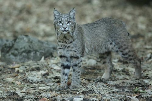 Can you eat bobcats: Is it Legal or Ethical to Eat a Bobcat?