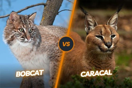 Caracal vs Bobcat: Guide to Differentiate These Two Wild Felines