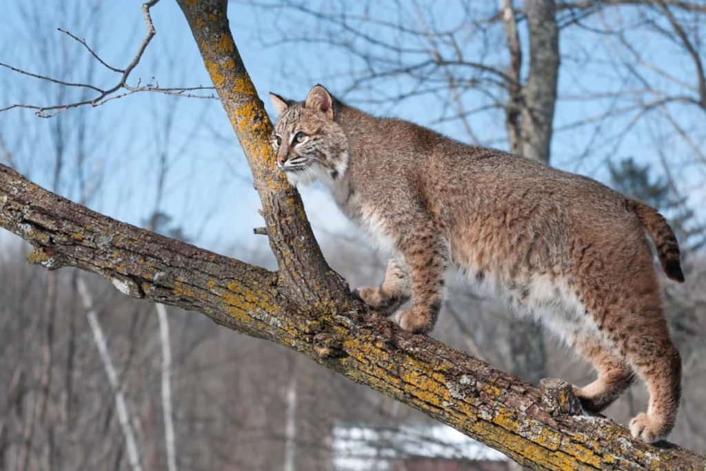 A bobcat in forest land.