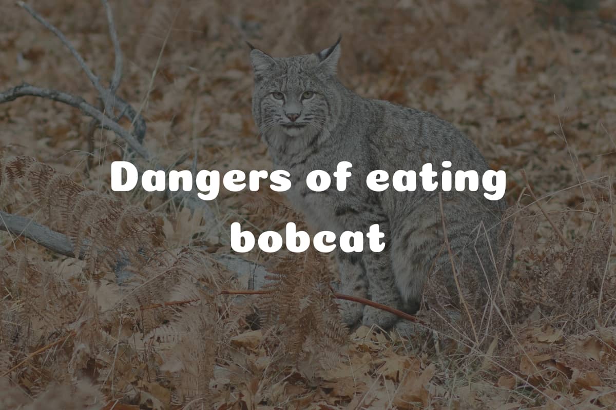 Dangers of eating bobcat meat