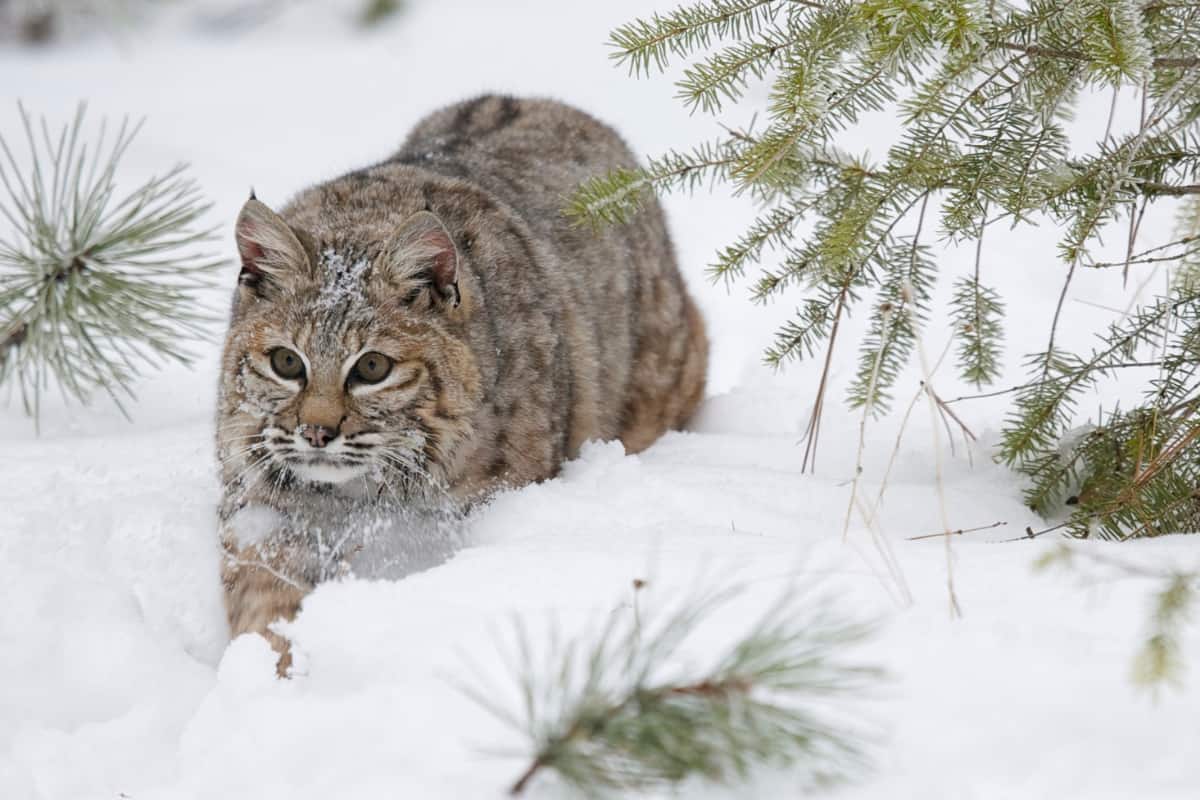 Do bobcats hibernate in the winter