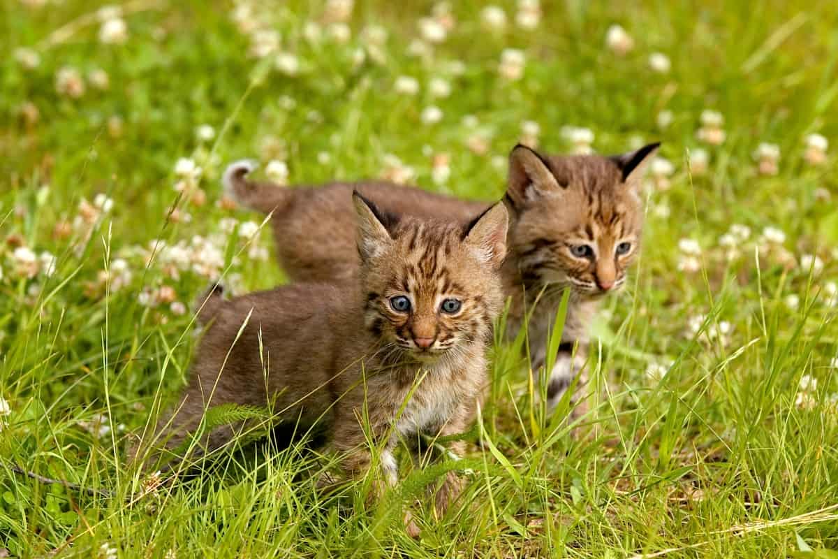 two young bobcats in grass