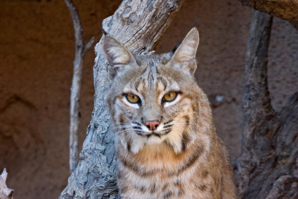 Bobcats have yellow colored eyes and pink or brown noses.