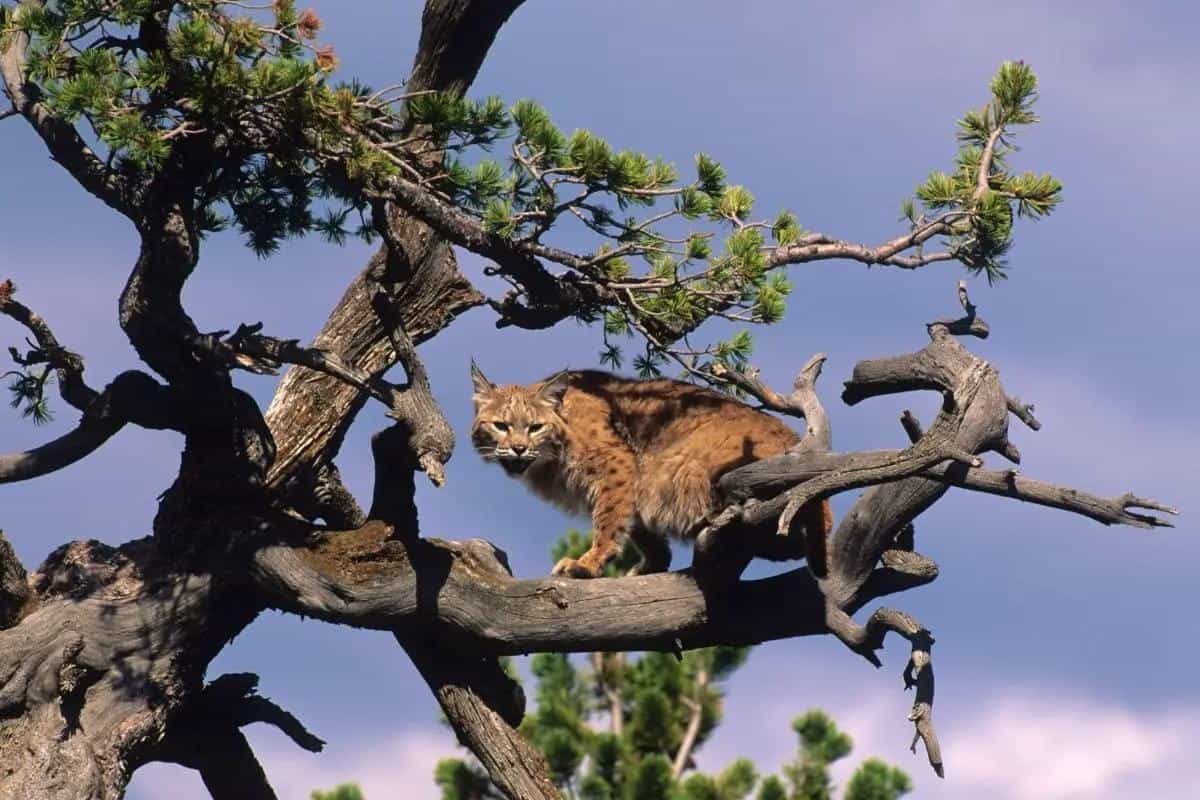 Bobcat can stay on the tree for extended periods.