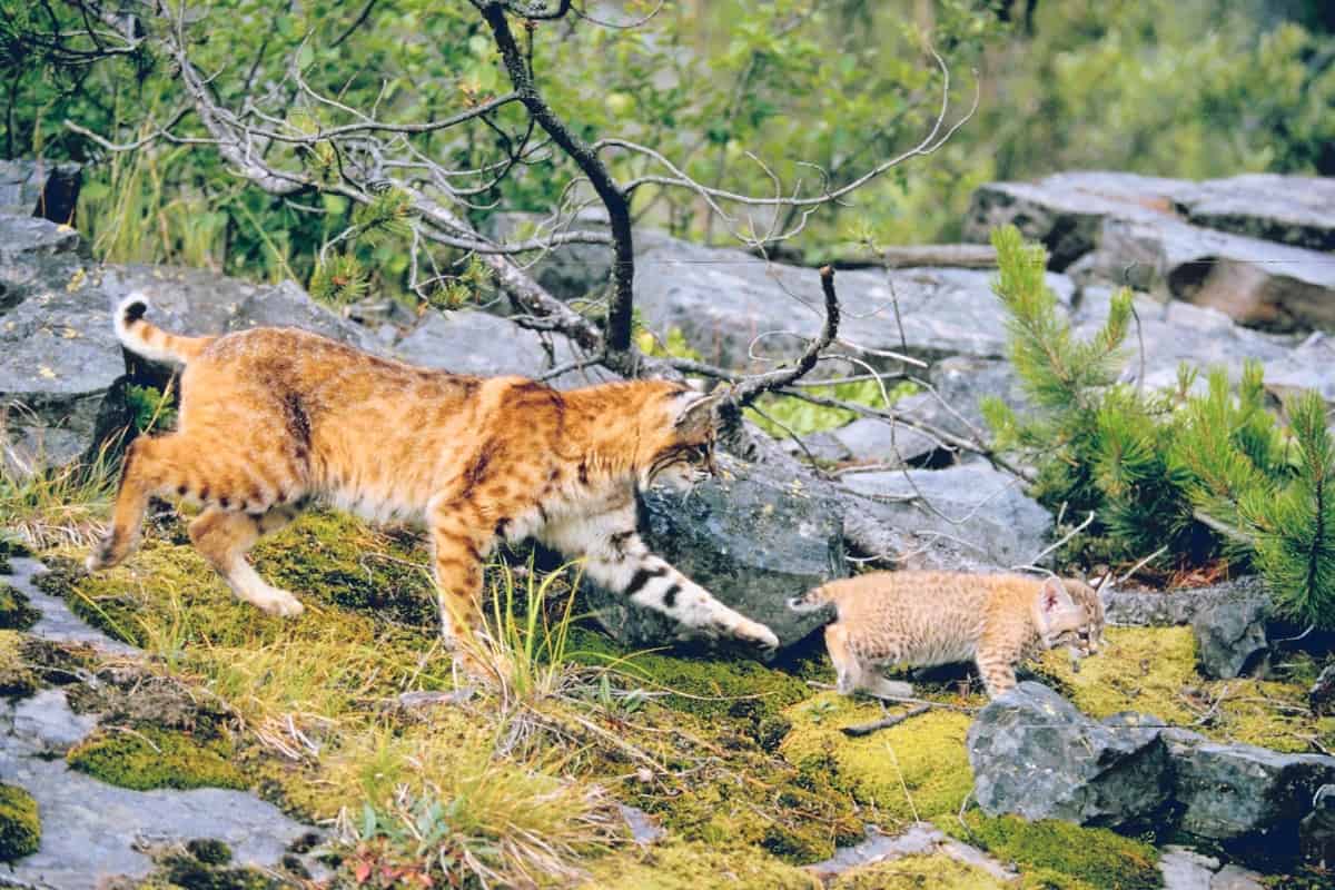 A bobcat mother with its cub in the jungle.