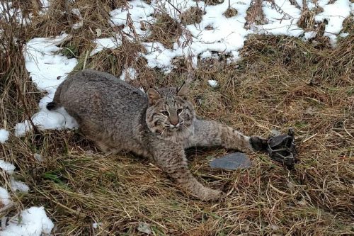 How to trap a bobcat