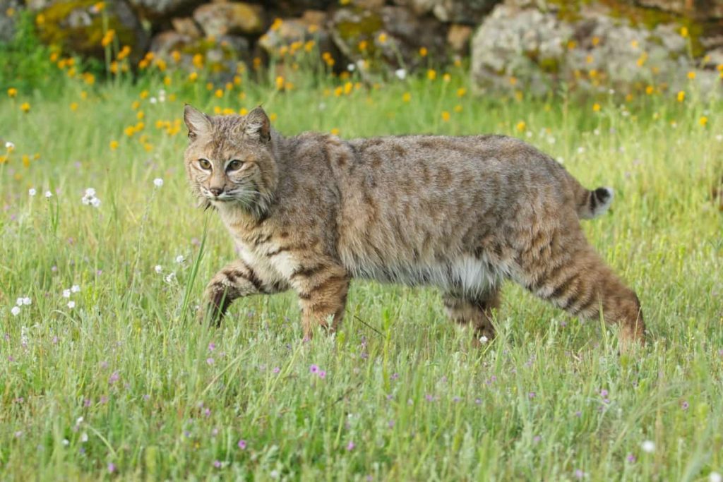 A bobcat in the grassland of Washington state