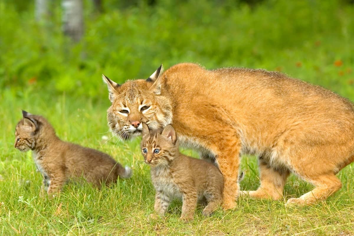 Young bobcats have less immunity which can lead to a short life.