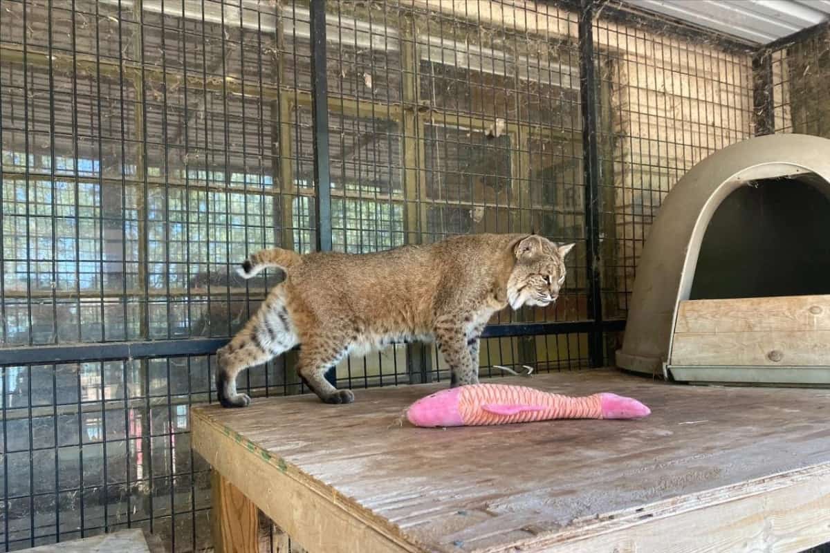 Lifespan of bobcats in captivity