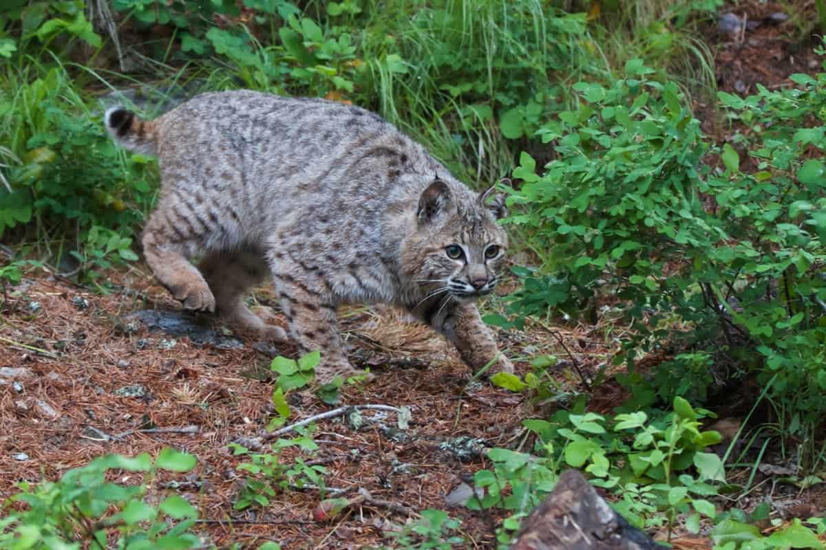 How long do bobcats live in the wilderness?