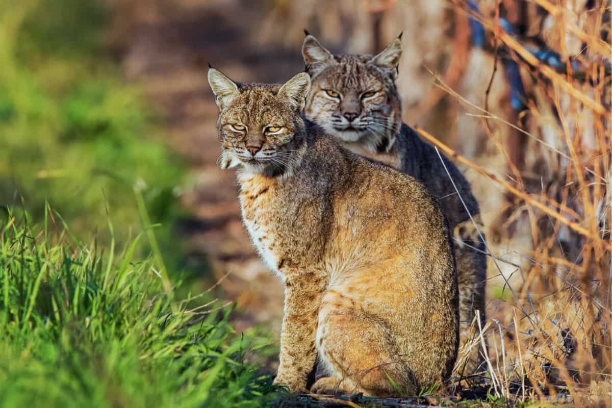 Bobcats are polygynous, male mates with multiple females.