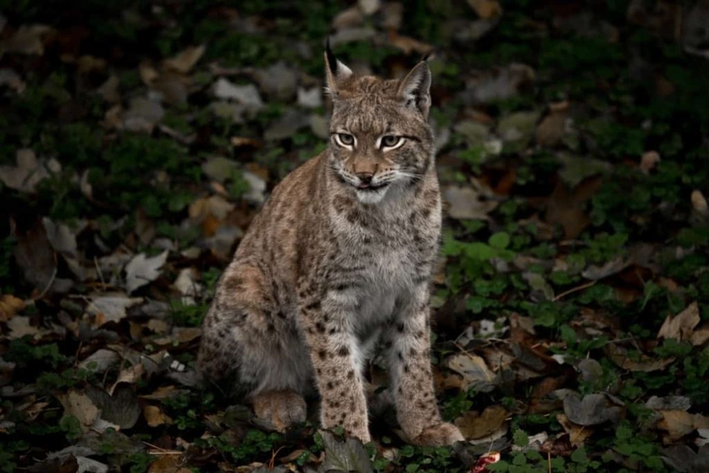 Bobcats have adapted to crepuscular behavior along with nocturnal.